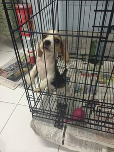 Beagle Puppy - Beagle Dog