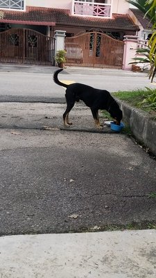 Blackie - Mixed Breed Dog