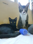 Lhakyi The Tripod &amp; Nera  - Domestic Short Hair Cat