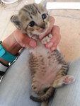 A Mom And 4 Kittens - Domestic Short Hair Cat