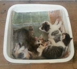 A Mom And 4 Kittens - Domestic Short Hair Cat