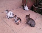 A Mom And 4 Kittens - Domestic Short Hair Cat