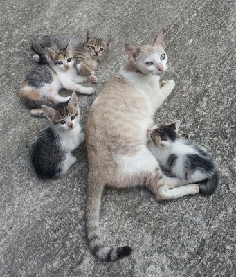 A Mom And 4 Kittens - Domestic Short Hair Cat