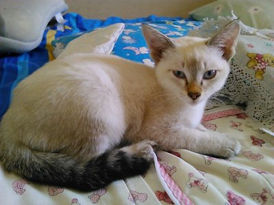 Primrose - Siamese Cat