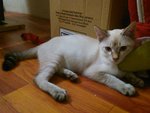 Primrose - Siamese Cat