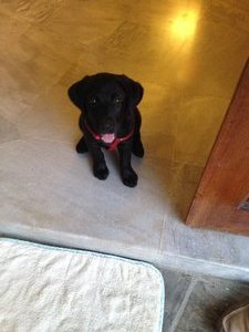 Guinness - Labrador Retriever Dog