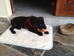 Guinness - Labrador Retriever Dog