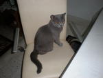 Elle - British Shorthair Cat