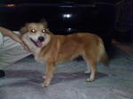 PF5602 - Pomeranian Mix Dog