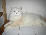 Puteh - Adopted By Rozy - Domestic Long Hair Cat