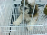 Shih Tzu For Sale - Shih Tzu Dog