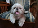 Angel - Shih Tzu Dog