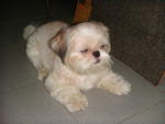 Angel - Shih Tzu Dog