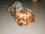 Jac Jack - Silky Terrier Dog