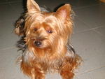 Jac Jack - Silky Terrier Dog