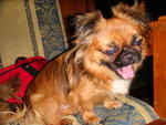 City - Pekingese Dog