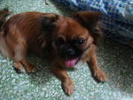 City - Pekingese Dog