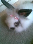 Momot - Angora Rabbit Rabbit