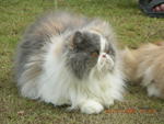 Hazirah - Persian Cat