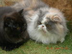 Hazirah - Persian Cat