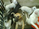 all are 7 month olds. pls take them as your pet 