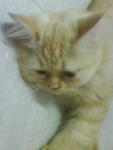 Princess - Persian Cat