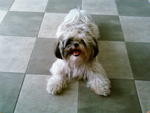 Quincy - Shih Tzu Dog