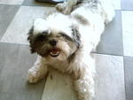 Quincy - Shih Tzu Dog