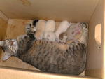 muffins and kittens in box