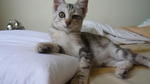 Juliana - Domestic Short Hair + Tabby Cat