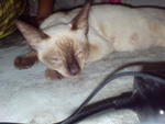 Epal - Applehead Siamese Cat