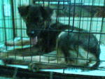 Rion in cage after neutered