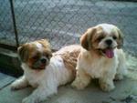 Baby &amp; Teety - Shih Tzu Dog