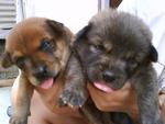 Pippy And Pups - Golden Retriever Mix Dog