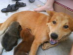 Pippy And Pups - Golden Retriever Mix Dog