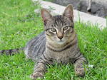 Tonny - Domestic Short Hair Cat