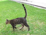 Tonny - Domestic Short Hair Cat