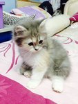 Miao Miao 2 - Persian Cat