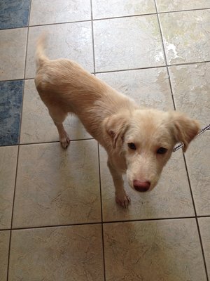 Mochi - Retriever Mix Dog