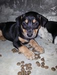 妹妹cute Cute - Rottweiler Mix Dog