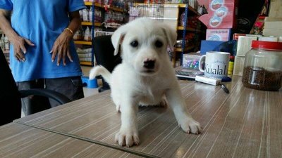 W3 - Mixed Breed Dog