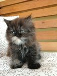 PF56018 - Persian Cat