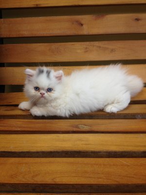 PF56020 - Persian Cat