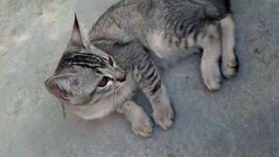 Booboo &amp; Putih  - Domestic Short Hair Cat