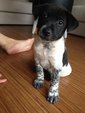 Momo - Dalmatian Mix Dog