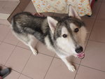 Cooper - Husky Dog