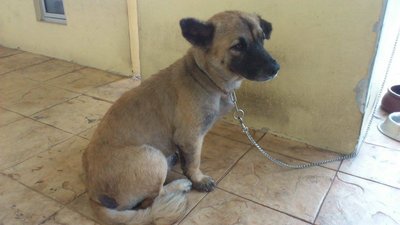 Dobi - Mixed Breed Dog