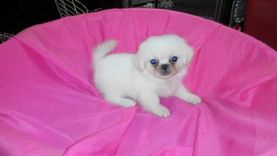 PF56044 - Pekingese Dog