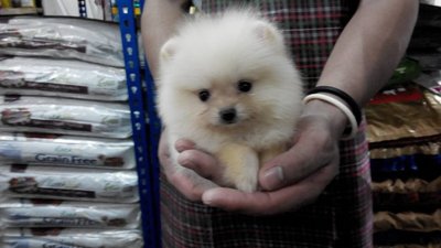 PF56045 - Pomeranian Dog