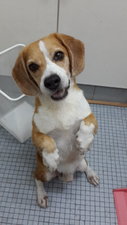 PF56052 - Beagle Dog